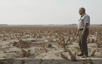 En Bretagne, la canicule plonge l&rsquo;agriculture dans la tourmente : &laquo; Un ph&eacute;nom&egrave;ne in&eacute;dit depuis 2003 &raquo;