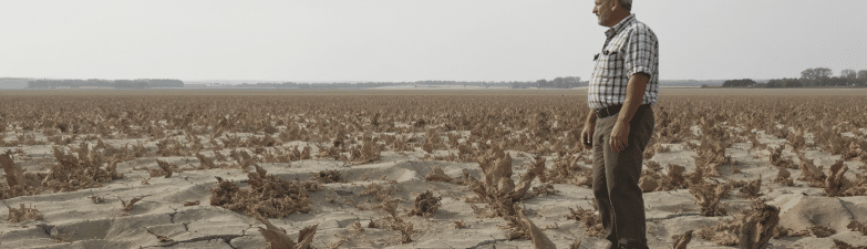 En Bretagne, la canicule plonge l&rsquo;agriculture dans la tourmente : &laquo; Un ph&eacute;nom&egrave;ne in&eacute;dit depuis 2003 &raquo;